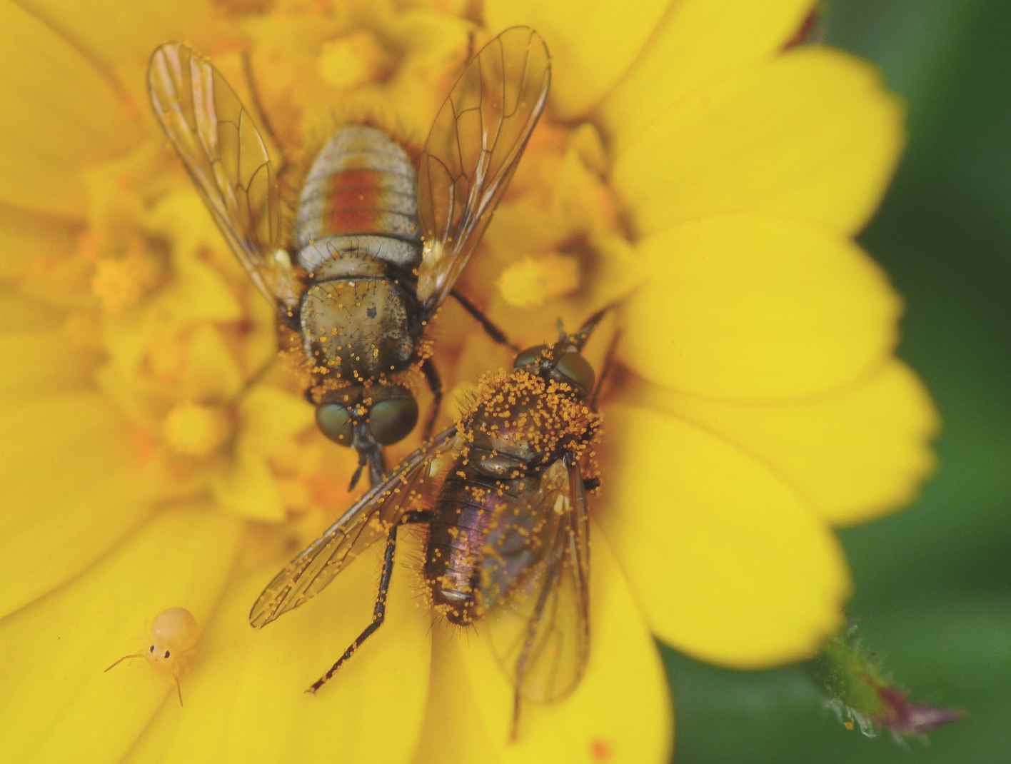 Piccoli ditteri in accoppiamento: Usia versicolor M e F